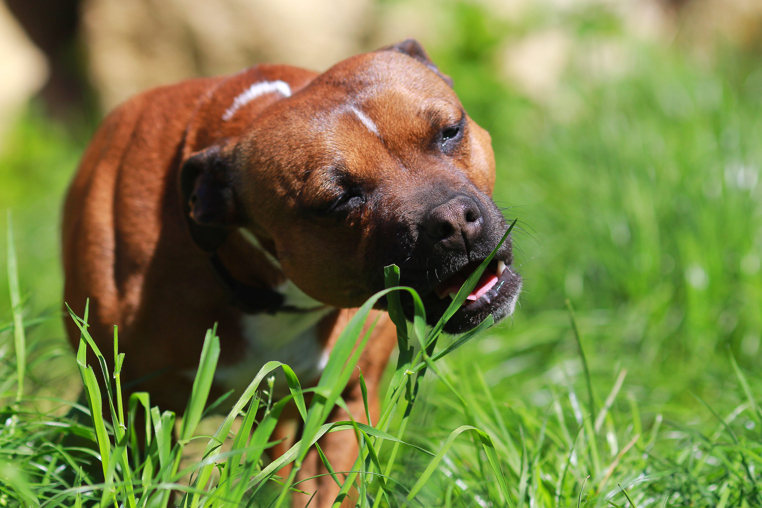 Dogs Eat Grass When They Feel Sick